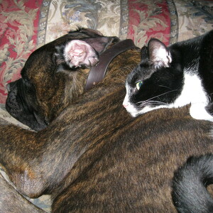 Shannon Martin-Roebuck